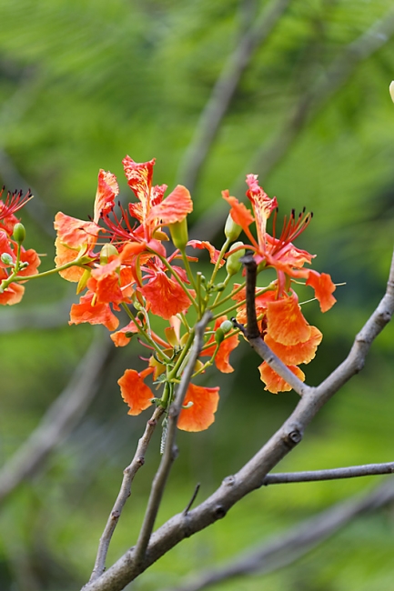 Suan Luang-JUN14-060